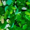 Candy Co Green Lolly Mix